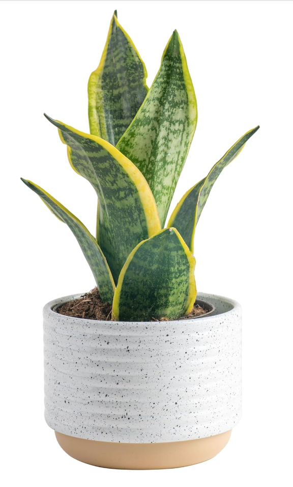 Image of snack plant in white ceramic pot.