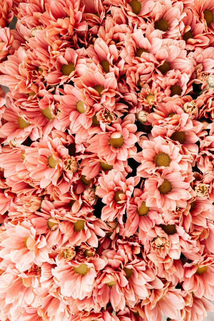 monthly favorites. Image of pink flowers.