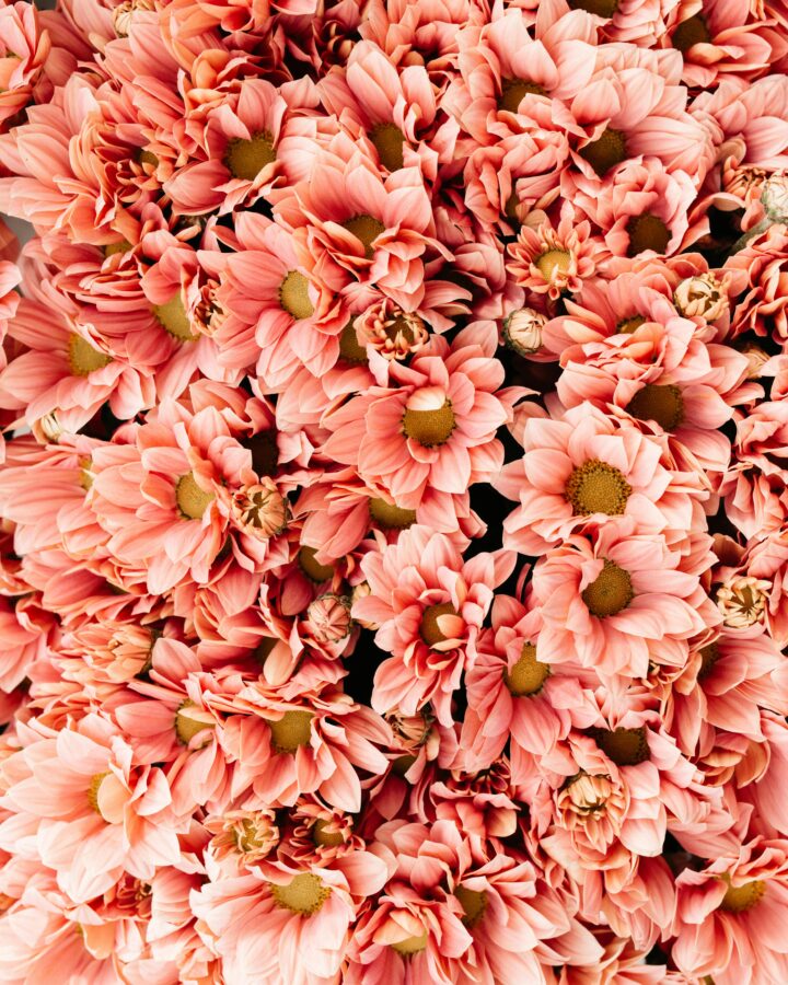 monthly favorites. Image of pink flowers.